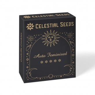 Семена конопли сорта Hellfire OG Auto Fem.