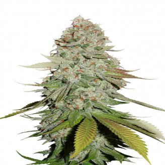 Семена марихуаны купить сорт Keepers OG Auto Fem.