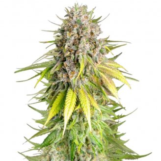 Семена марихуаны купить сорт Apple Strudel Auto Fem.
