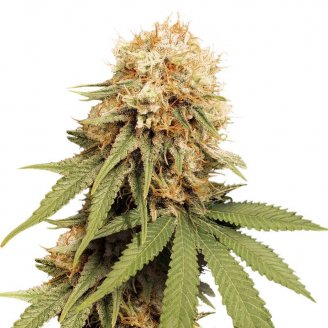 Семена марихуаны купить сорт Permanent Marker Auto Fem.