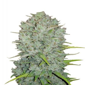 Семена марихуаны купить сорт Northern Lights Fem.